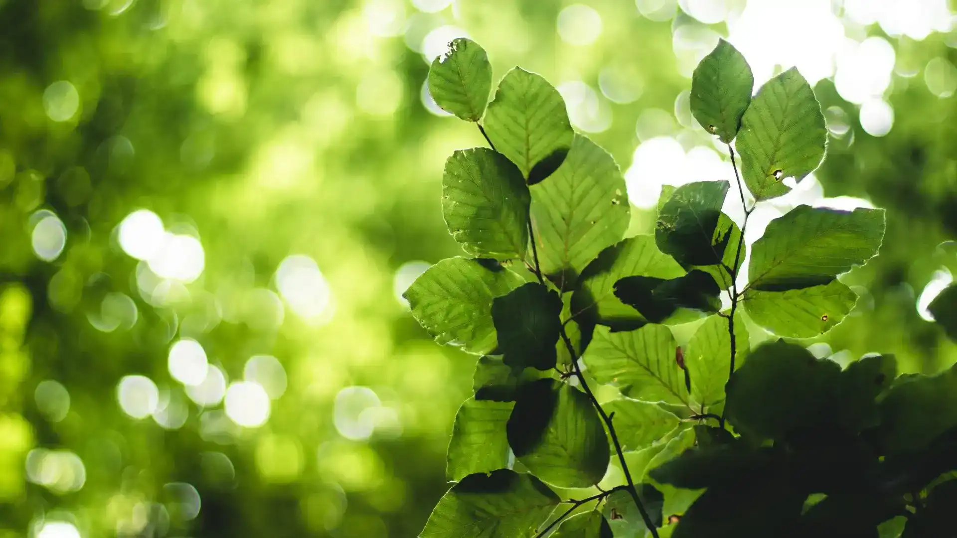 How to Avoid Greenwashing